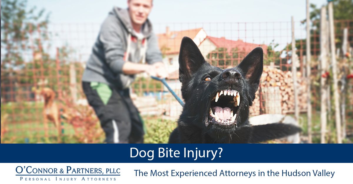 Dog Bite Injury Lawyer Nassau County Ny