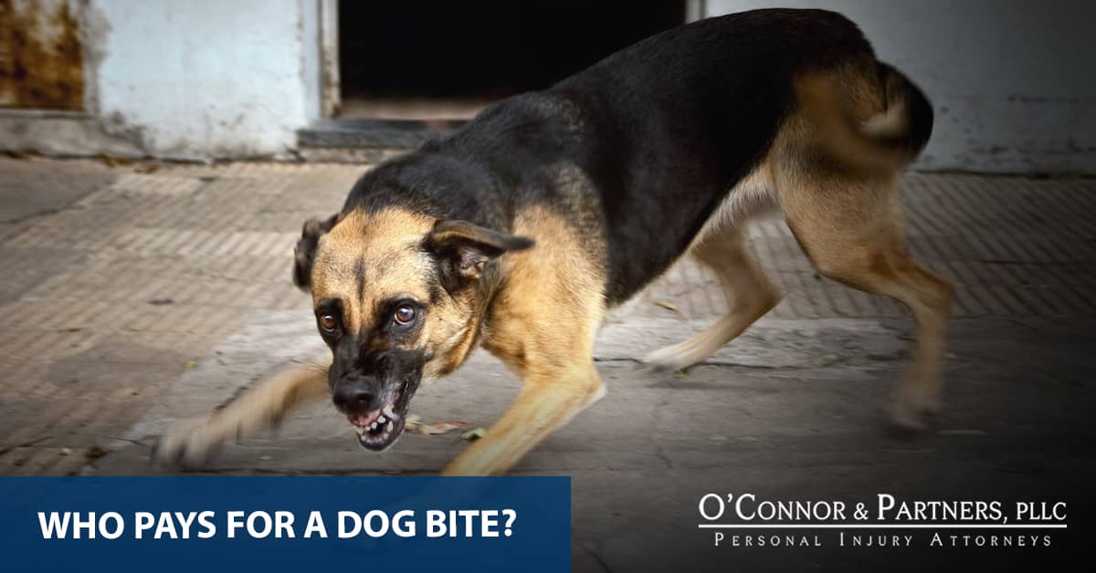 Are Landlords Responsible For Dog Bites