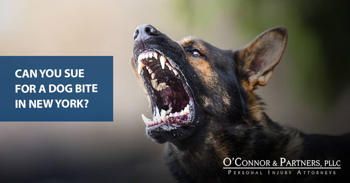 sample dog bite complaint
