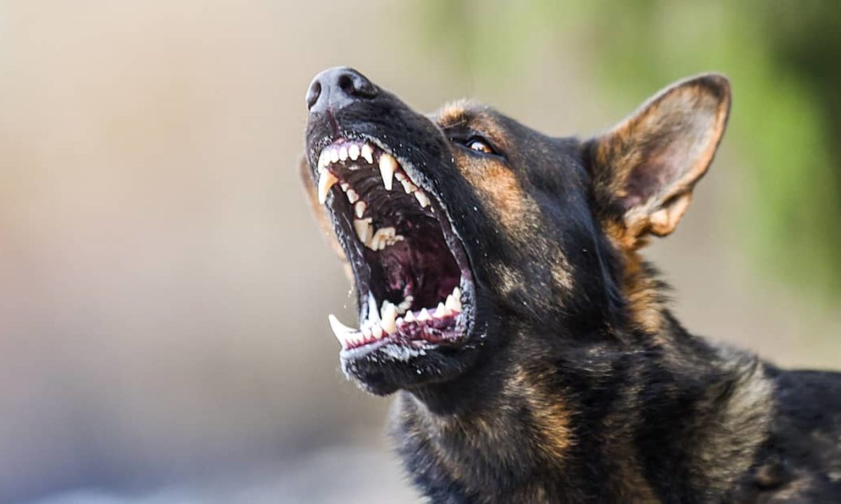 Why Is It so Hard to Sue for Dog Bites in New York State? Cybersecdn