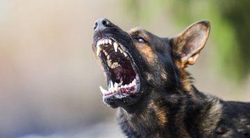 Who Is Liable for a Dog Bite in New York? | O’Connor and Partners, PLLC