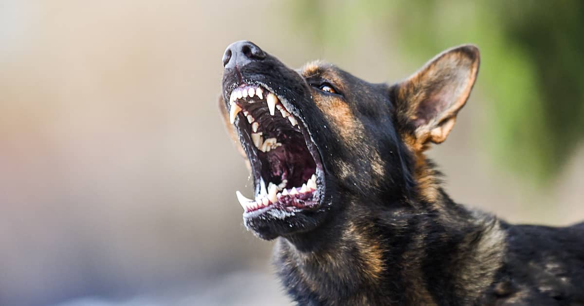 Who Is Liable for a Dog Bite in New York? | O’Connor and Partners, PLLC